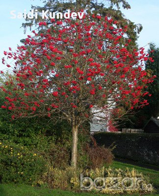 Офика (sorbus aucuparia), снимка 1