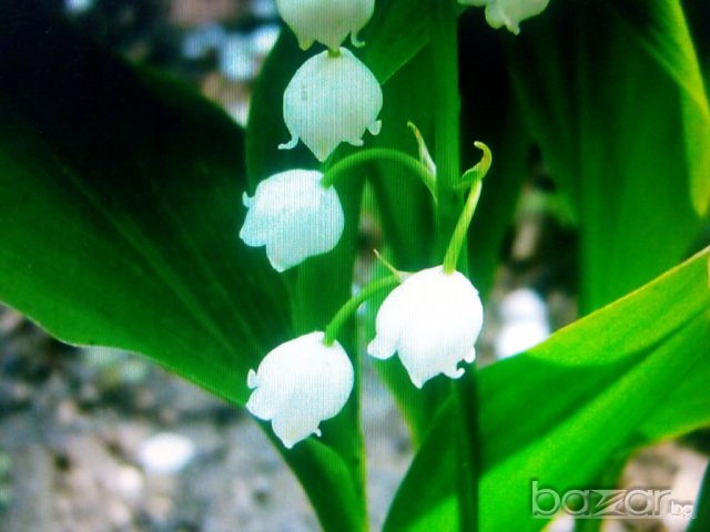 момина сълза