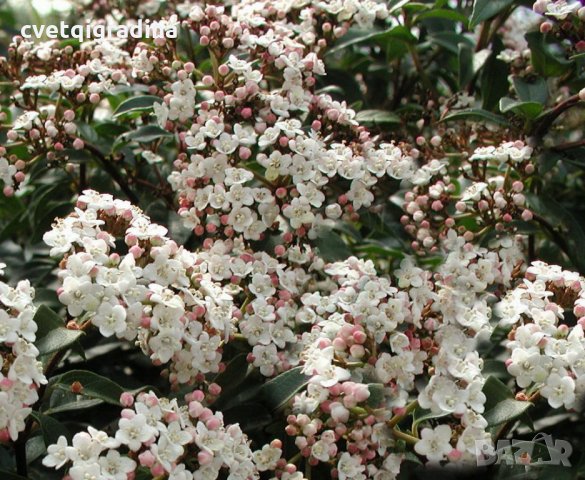  Viburnum tinus, снимка 3 - Градински цветя и растения - 21923520