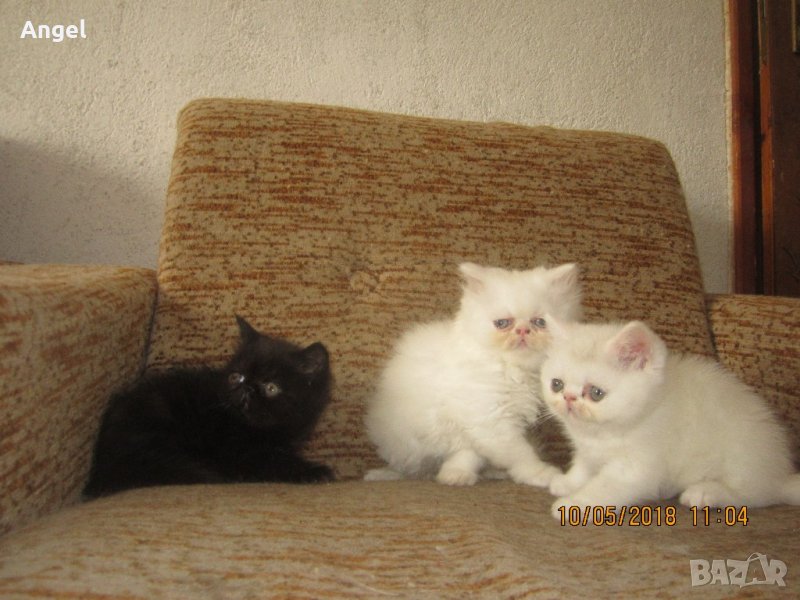 Персийски котенца пълен екстремал , снимка 1
