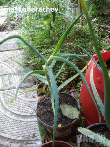 Алое, снимка 12 - Стайни растения - 21740174