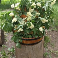 Продавам цветарник от дъбова бъчва., снимка 4 - Градински цветя и растения - 19070444