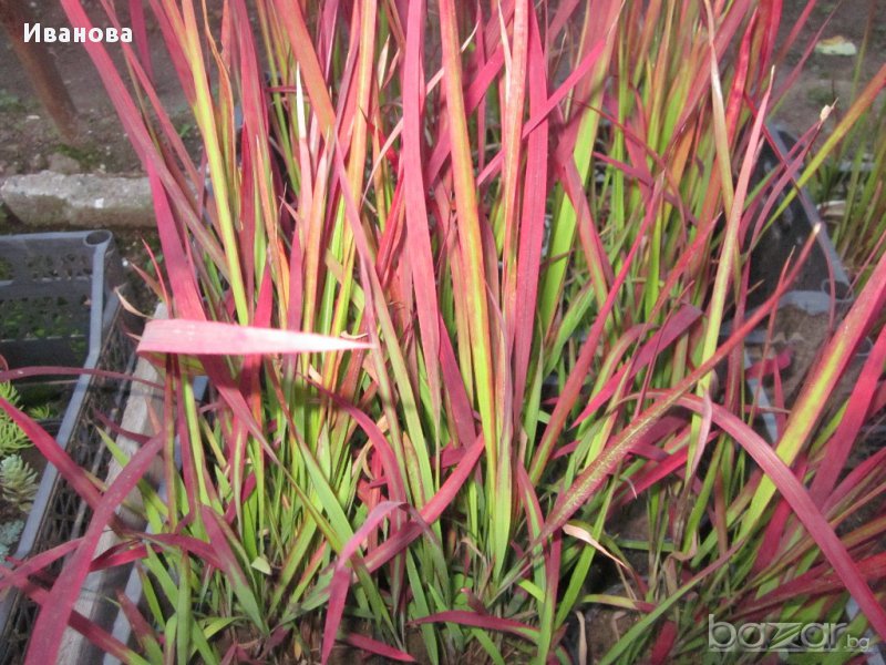  Декоративна трева - Императа, снимка 1