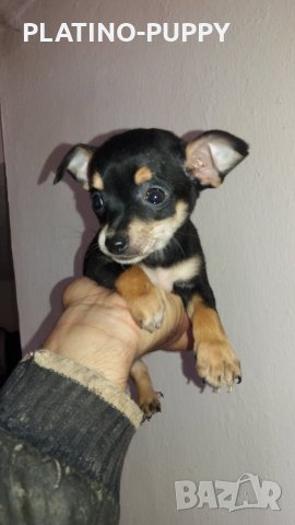 Чихуахуа в наличност, снимка 3 - Чихуахуа - 24389414