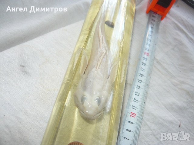 Соц. препарирано Попче риба във вода, снимка 10 - Антикварни и старинни предмети - 21880919