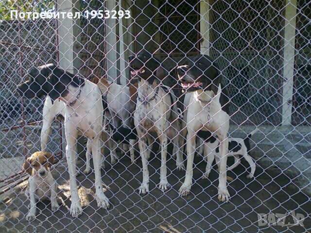 Пойнтери елитни  обучени, снимка 2 - Пойнтер - 25923991