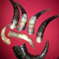 Рога от бик, рог, зъби от динозавър, акула, глави щука, вкаменелости, сепийна кост, снимка 2 - Други ценни предмети - 12885942