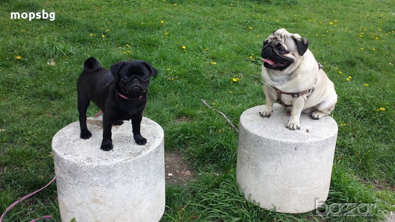 Черни и пясъчни бебета Мопс чистокръвни с родословие, снимка 1