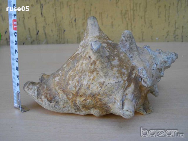 Раковина - 3, снимка 2 - Други ценни предмети - 14605068