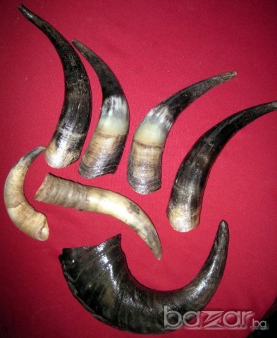 Рога от бик, рог, зъби от динозавър, акула, глави щука, вкаменелости, сепийна кост, снимка 2 - Други ценни предмети - 12885942