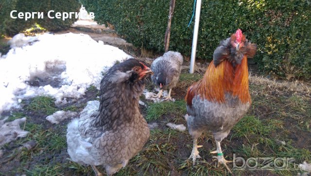 Sergiev Farm продава пилета и яйца от различни видове кокошки, снимка 14 - Кокошки и пуйки - 13584889