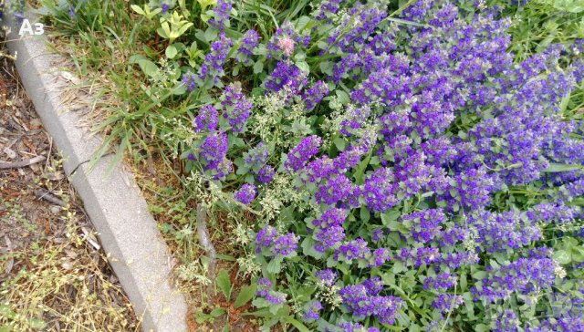 Продавам цветя за бордюр - 4 вида, снимка 15 - Сортови семена и луковици - 21696387