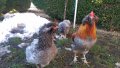 Sergiev Farm продава пилета и яйца от различни видове кокошки, снимка 14