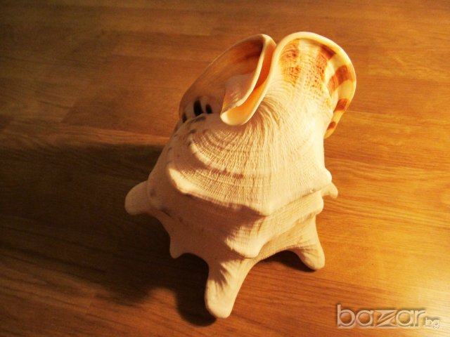 Голяма морска раковина -  20 см. - красота от природата !, снимка 3 - Декорация за дома - 20285367