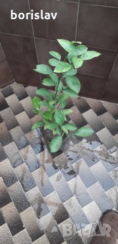 Лимони(корен), снимка 5 - Стайни растения - 14936761