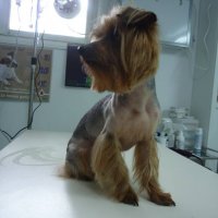 Подстригване, къпане на куче , снимка 16 - Ветеринари и услуги - 23387968