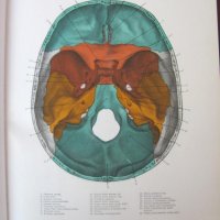 1971г. Медицинска Книга Анатомичен Атлас Том1-ви, снимка 8 - Други - 25936774