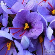 Подарявам луковици Шафранов минзухар (Crocus Sativus), снимка 5 - Градински цветя и растения - 11714252