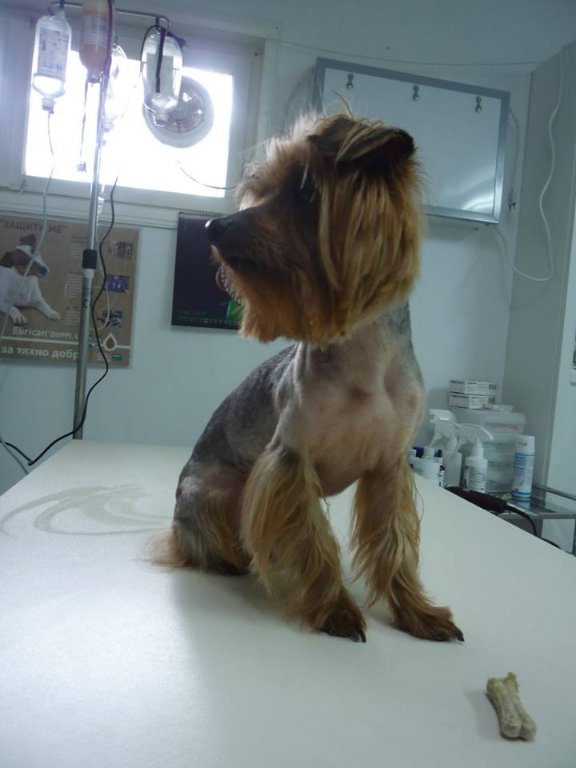 Подстригване и къпане на куче в Ветеринари и услуги в гр. Варна -  ID23387968 — Bazar.bg