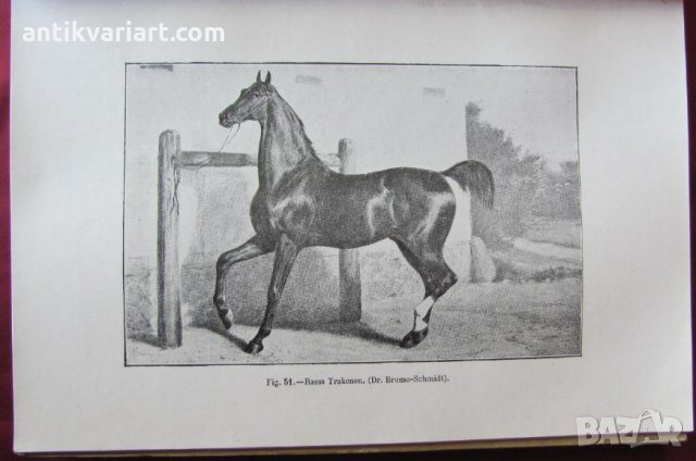 1915год. Книга за Историята и Породите Коне, снимка 14 - Други - 24984265