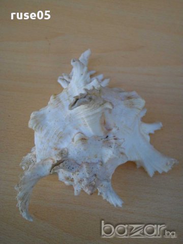 Раковина - 7, снимка 3 - Други ценни предмети - 14605247