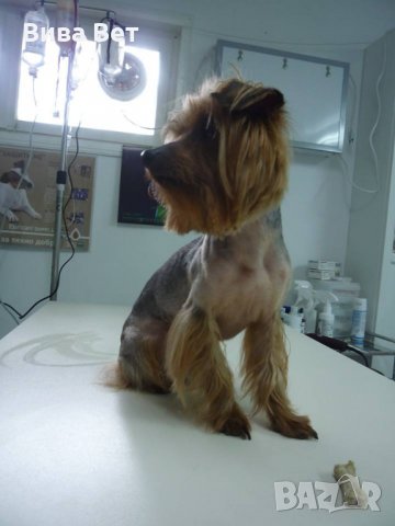 Подстригване, къпане на куче , снимка 16 - Ветеринари и услуги - 23387968