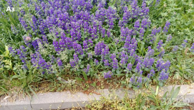 Продавам цветя за бордюр - 4 вида, снимка 7 - Сортови семена и луковици - 21696387