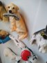 Куче релефен магнит за хладилник - различни породи , снимка 4