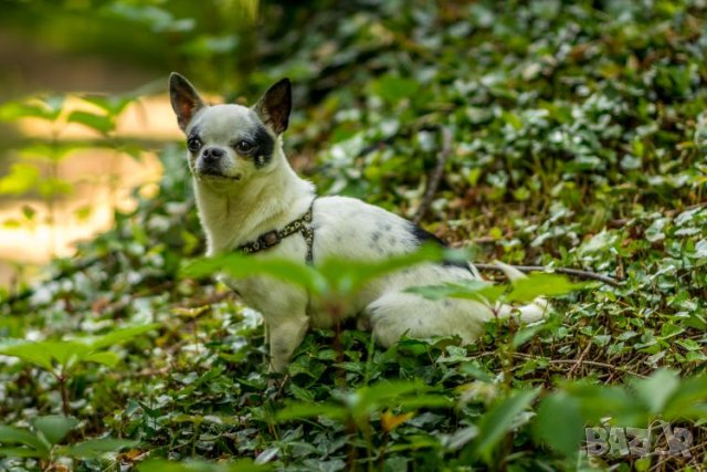 Чихуахуа чистопороден мъжкар за разплод, снимка 3 - Чихуахуа - 20790772