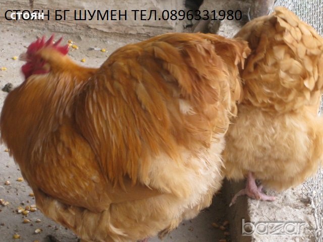 ПРОДАВАМ ЯЙЦА ЗА ЛЮПЕНЕ И ПИЛЕТА ОТ ЕЛИТЕН ЖЪЛТ ОРПИНГТОН, снимка 1