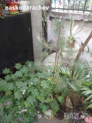 Кралска детелина, юка, здравец, драцена и др., снимка 10 - Градински цветя и растения - 21586275