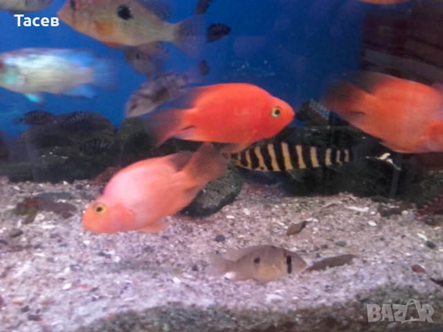 Риба червен папагал , снимка 2 - Рибки - 21943893