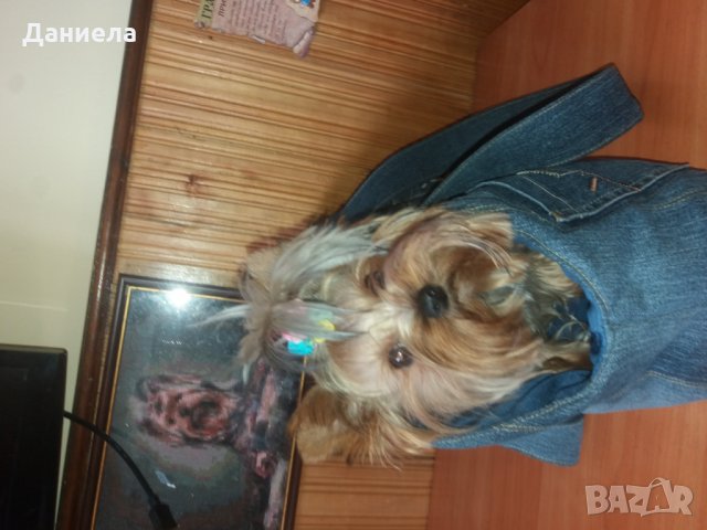 Чанта за куче (котка) , снимка 5 - За кучета - 26120335