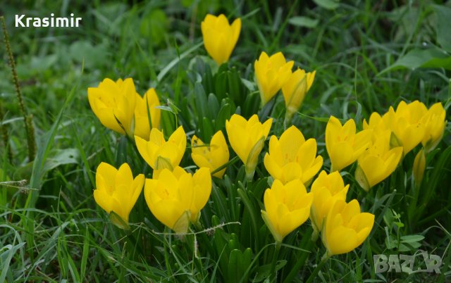 Жълт есенен минзухар,лилиум/крин , снимка 1 - Градински цветя и растения - 24671549