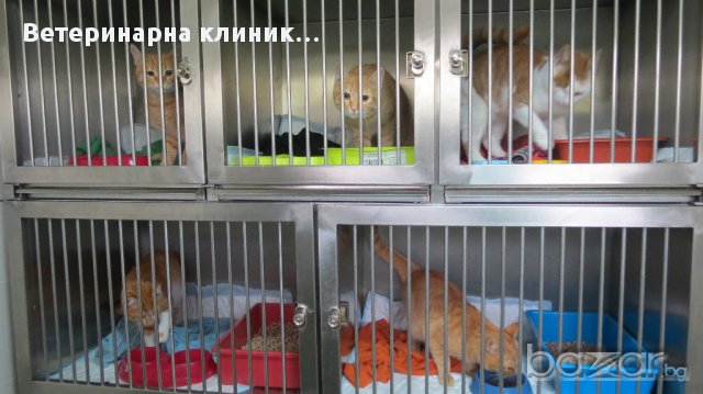 Хотел за животни в Други в гр. Севлиево - ID14449546 — Bazar.bg