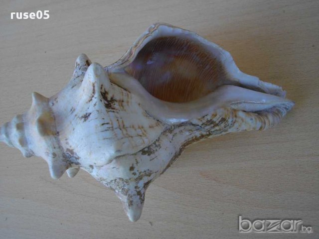 Раковина - 4, снимка 5 - Други ценни предмети - 14605123