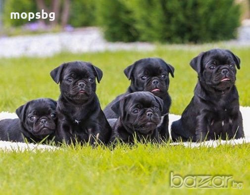 Мопс: Продава кучета порода Мопс - Обяви на ТОП цени — Bazar.bg