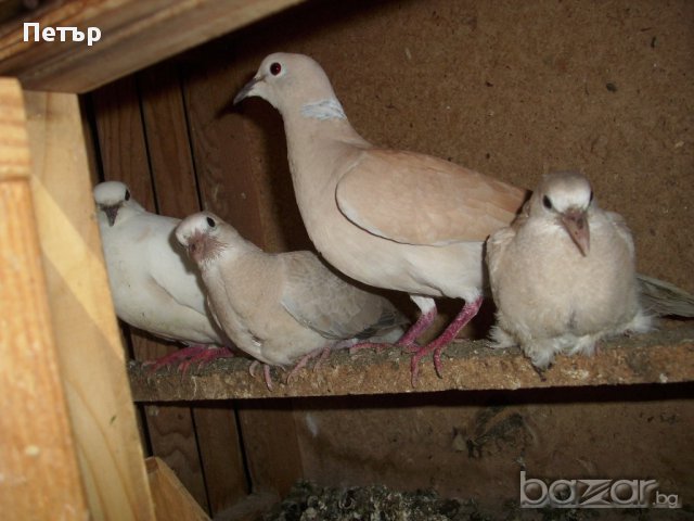 продавам гургулици различни цветове, снимка 7 - други­ - 18168414