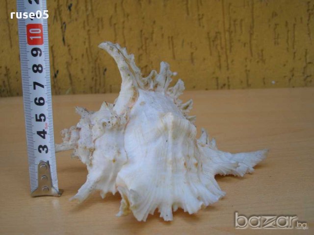 Раковина - 7, снимка 7 - Други ценни предмети - 14605247