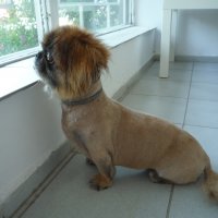 Подстригване, къпане на куче , снимка 10 - Ветеринари и услуги - 23387968