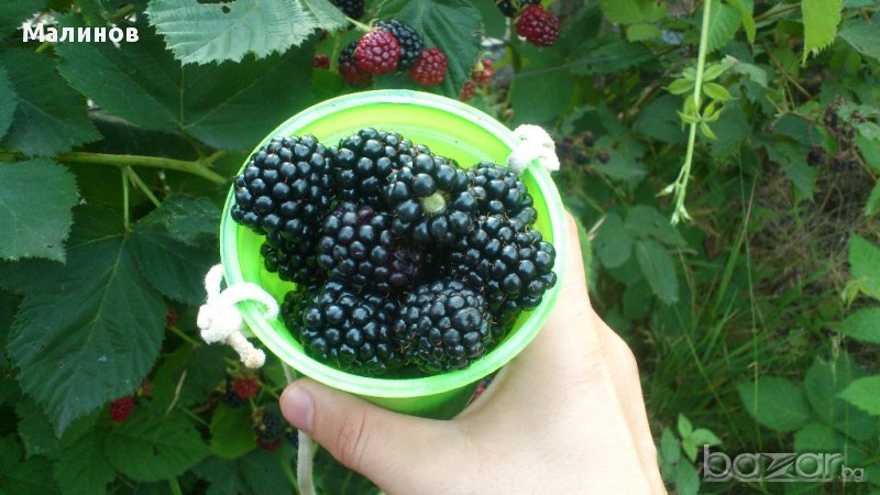 Супер едри, питомни къпини без бодли, снимка 1