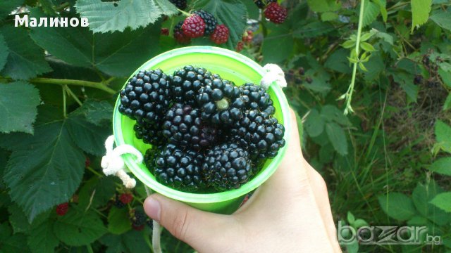 Супер едри, питомни къпини без бодли