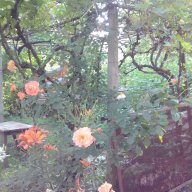 Резници Оранжев трендафил 💥, снимка 3 - Градински цветя и растения - 14774196