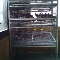Клетки за пъдпъдъци и кокошки, снимка 10 - Кокошки и пуйки - 17328354