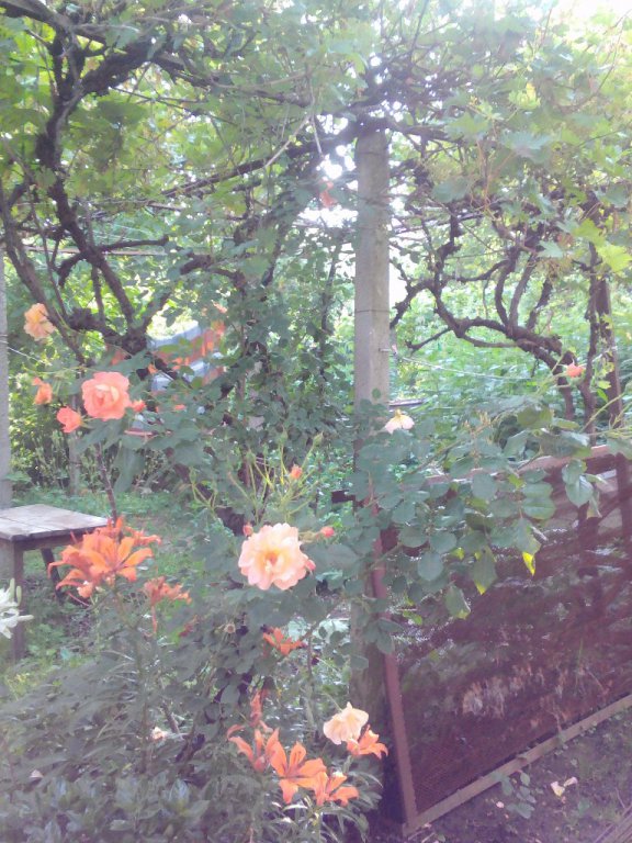 Резници Оранжев трендафил 💥 в Градински цветя и растения в гр. Берковица -  ID14774196 — Bazar.bg