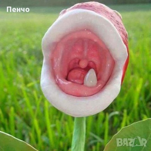 100 бр семена от месоядно растение лови и хваща насекоми за декорация украса на Градината и вкъщи, снимка 4 - Сортови семена и луковици - 23265321