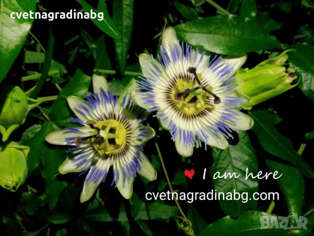Пасифлора - цвете на страстта, снимка 3 - Градински цветя и растения - 19018958