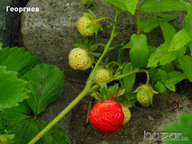 Питомни ягоди Мадам Муто, снимка 7 - Градински цветя и растения - 11542844