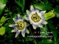Пасифлора - цвете на страстта, снимка 3