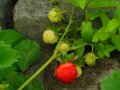 Питомни ягоди Мадам Муто, снимка 7